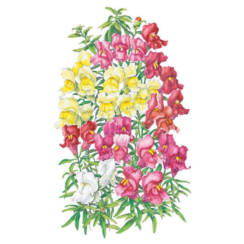 Perennials For New Mexico Gardens
