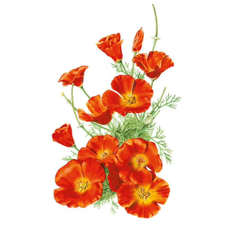 Perennials For New Jersey Gardens